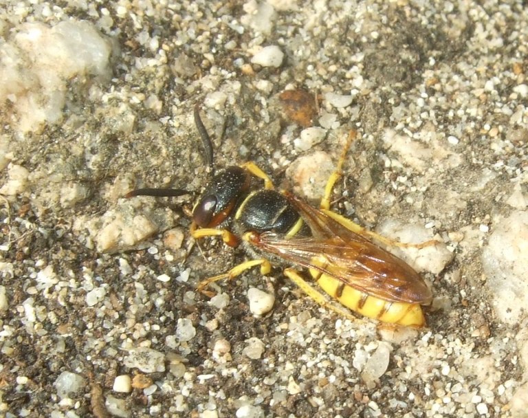 philanthus1_1024.jpg