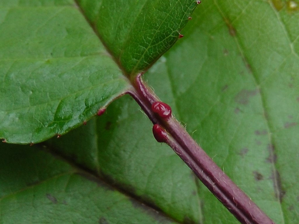 prunus_avium_1024.jpg