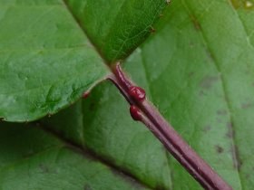prunus_avium_280.jpg