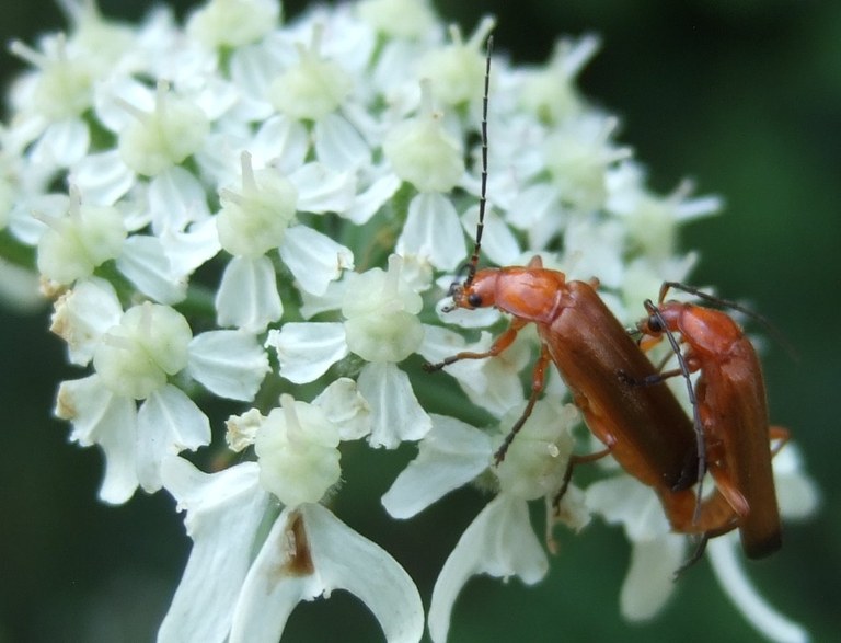 rhagonycha_fulva_1024.jpg