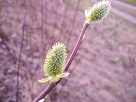 Weibliche Blüten der Salweide Salix caprea