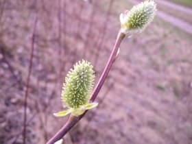 salix_caprea10_280.jpg