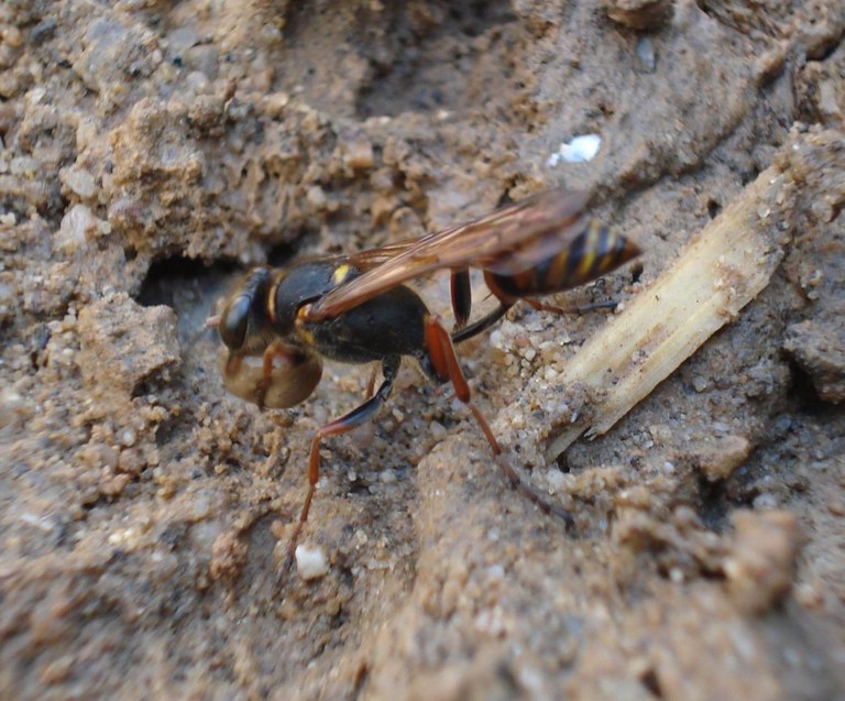 sphecidae6_1024.jpg