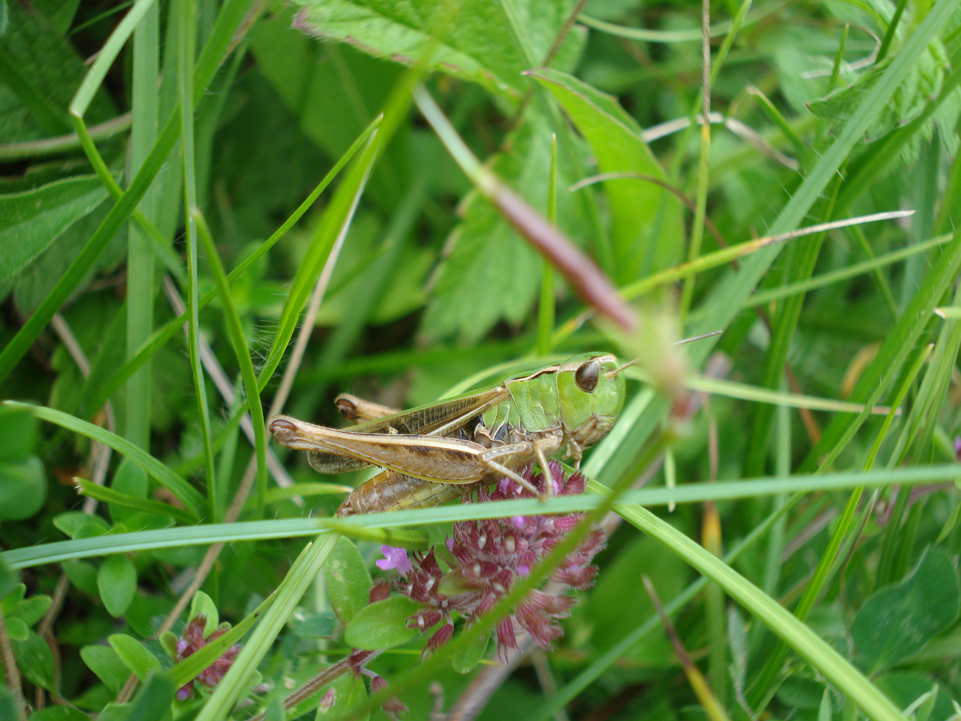 sthenobothrus_lineatus.JPG