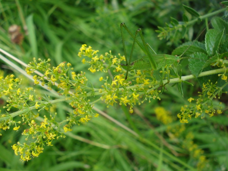 tettigonia_viridissima.JPG