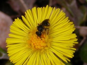 Huflattich Tussilago farfara mit Wildbiene, ein Korbblütengewächs