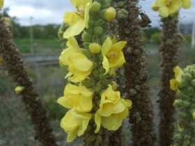 verbascum_densiflorum_280.jpg