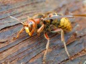 vespa_crabro_1_280.JPG