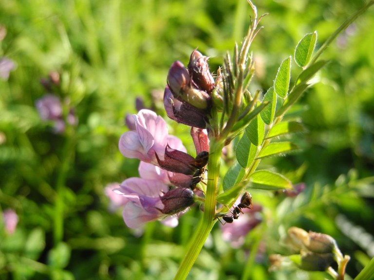 vicia_sepium_ameisen_1024.jpg