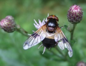 Waldschwebfliege Volucella pellucens auf Distelblüte