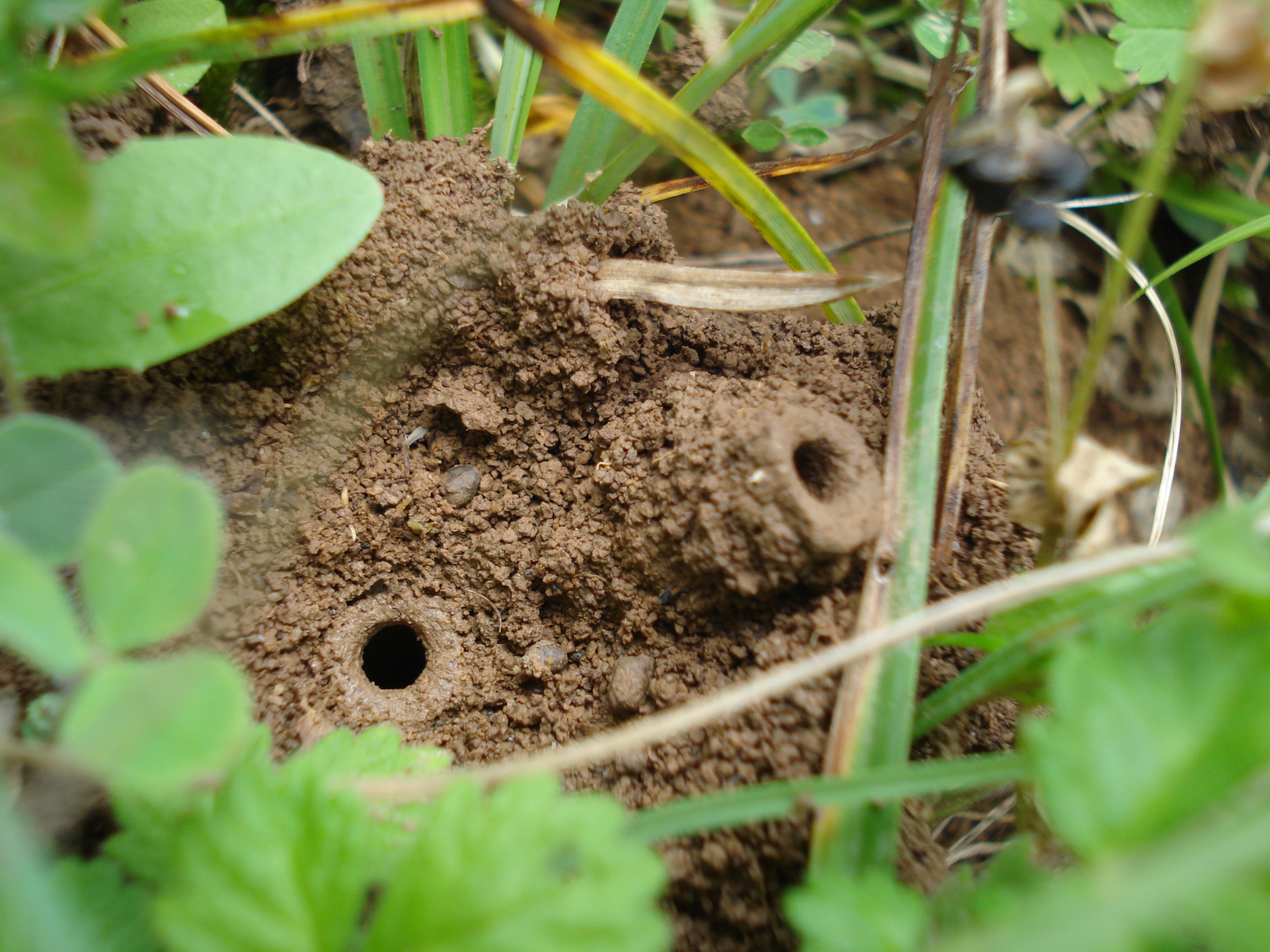 wildbienen_nest12.JPG