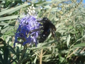 xylocopa_violacea_280.jpg