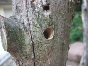 Fraßloch einer Blauschwarzen Holzbiene