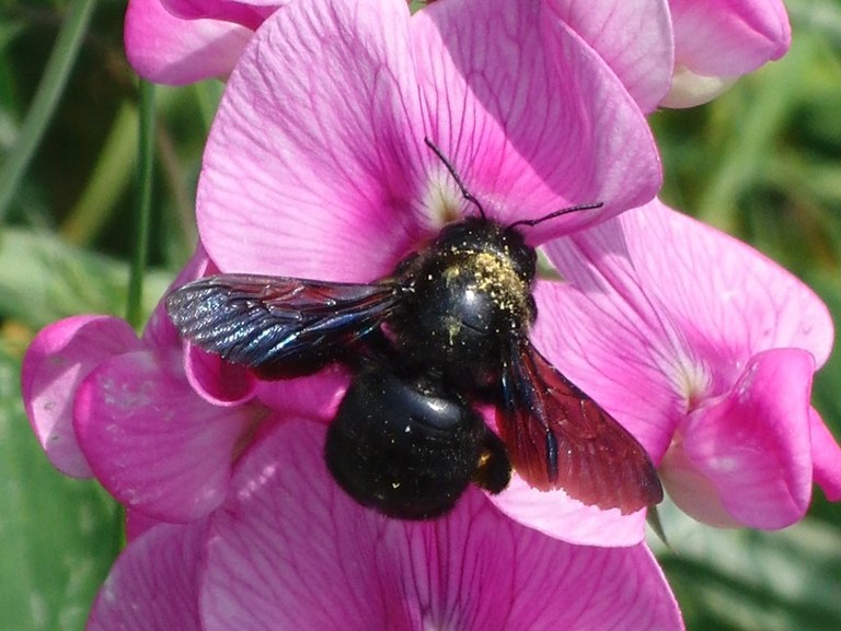 xylocopa_violacea_van_de_ven_1024.jpg