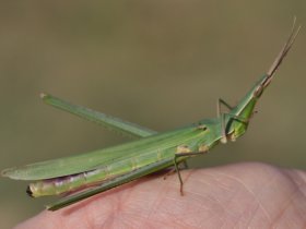 Gewöhnliche Nasenschrecke (Acrida ungarica) Copyright Ilka Friedrich