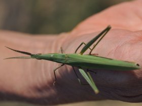 Gewöhnliche Nasenschrecke (Acrida ungarica) in Gras Copyright Ilka Friedrich