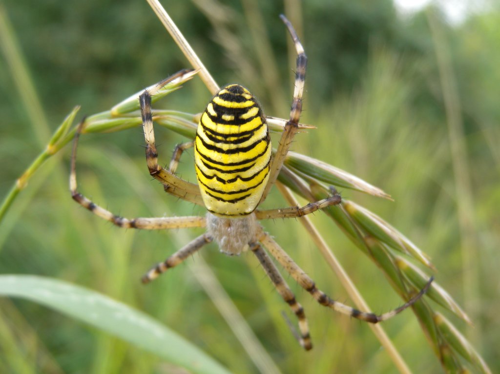 argiope_bruennichi10_1024.jpg