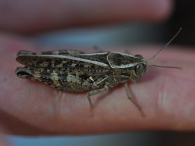 Italienische Schönschrecke (Calliptamus italicus)