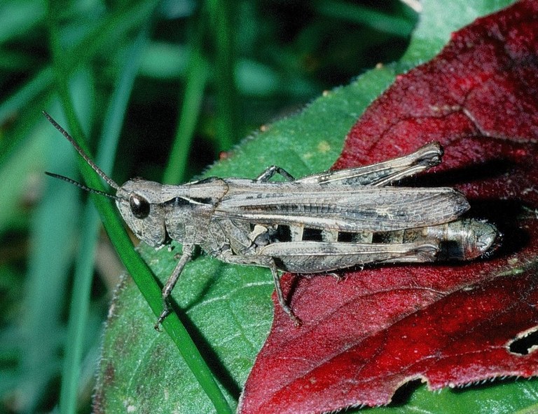 chorthippus_biguttulus1_weibchen_zimmermann_1024.jpg