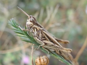 Nachtigall-Grashüpfer (Chorthippus biguttulus)