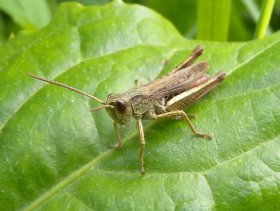 Wiesen-Grashüpfer (Chorthippus dorsatus)