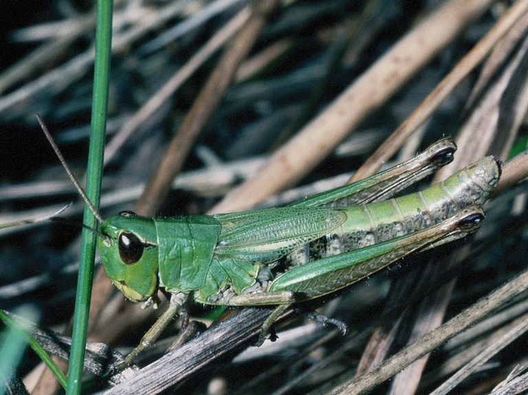 chorthippus_parallelus1_zimmermann_1024.jpg