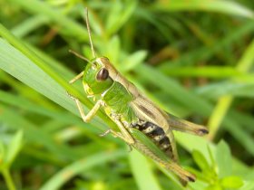 Gemeiner Grashüpfer (Chorthippus parallelus)