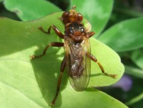 Dickkopffliegen (Conopidae) ...