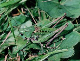 Warzenbeißer (Decticus verrucivorus) © Peter Zimmermann