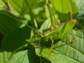 leptophyes_punctatissima10_280.jpg