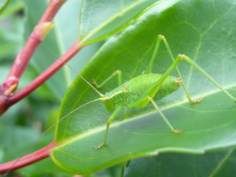 leptophyes_punctatissima3_1024.jpg
