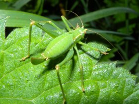 Punktierte Zartschrecke (Leptophyes punctatissima) - Weibchen