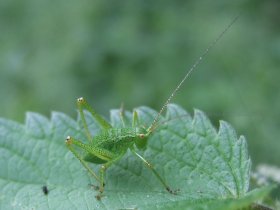 Punktierte Zartschrecke (Leptophyes punctatissima) - Larve