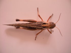 Wanderheuschrecke (Locusta migratoria)