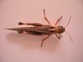 Wanderheuschrecke (Locusta migratoria)