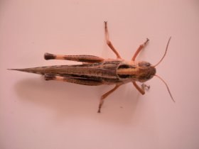 locusta_migratoria1_280.jpg