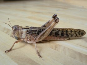 Wanderheuschrecke (Locusta migratoria)