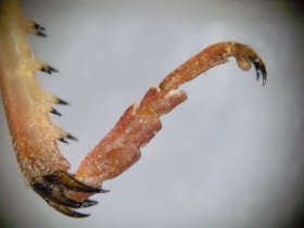 Hinterfuß einer Wanderheuschrecke (Locusta migratoria)