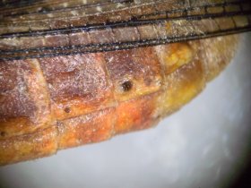 Stigmen einer Wanderheuschrecke (Locusta migratoria)
