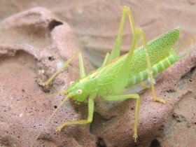 Gemeine Eichenschrecke (Meconema thalassinum, Männchen)