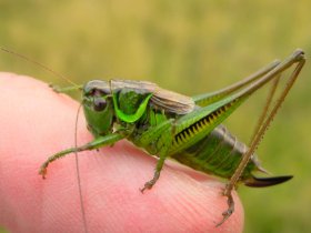Roesels Beißschrecke (Metrioptera roeselii), Weibchen, grünliches Exemplar