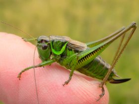 Roesels Beißschrecke (Metrioptera roeselii), Weibchen, grünliches Exemplar