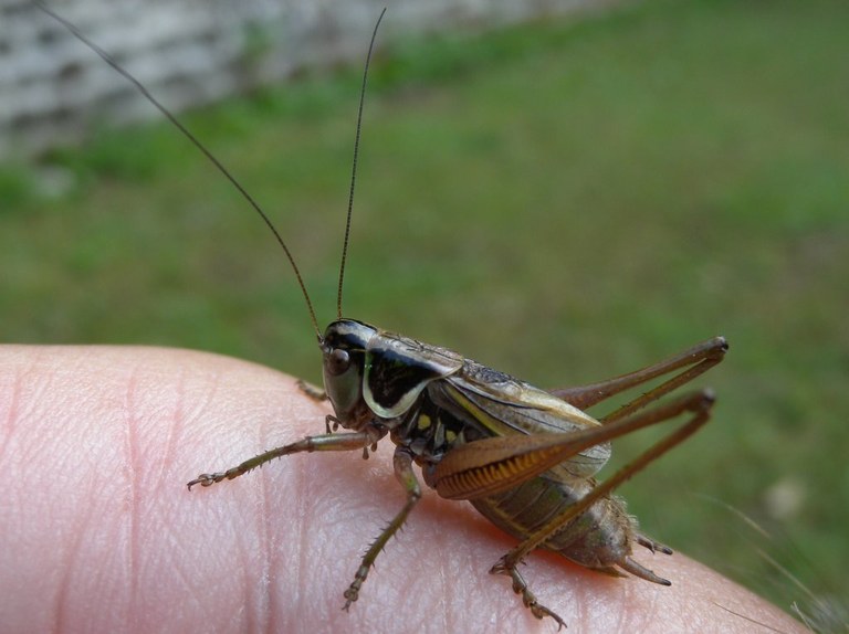 metrioptera_roeselii_1024.jpg