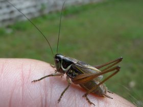 Roesels Beißschrecke (Metrioptera roeselii)