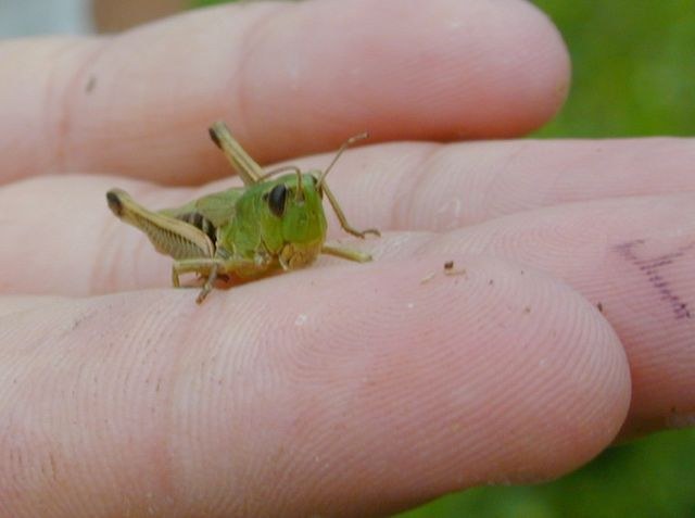 myrmeleotettix_maculatus.jpg