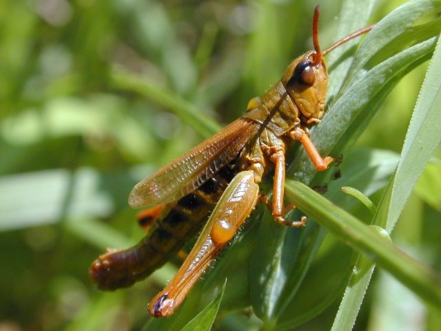 myrmeleotettix_maculatus1.jpg