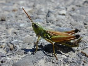 myrmeleotettix_maculatus2_280.jpg