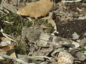 Blauflügelige Ödlandschrecke (Oedipoda caerulescens)