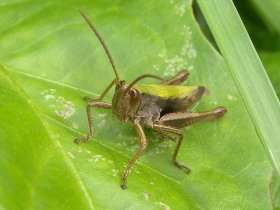 Bunter Grashüpfer (Omocestus viridulus)