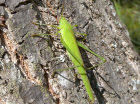 Gemeine Sichelschrecke (Phaneroptera falcata)